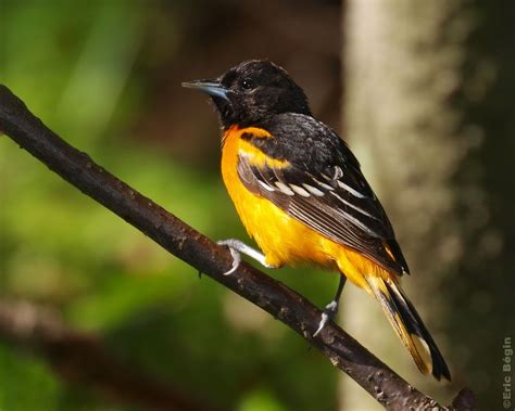 Oriole De Baltimore Baltimore Oriole Eric Bégin Flickr