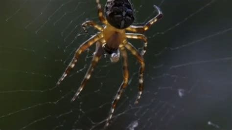 Radioactive spiders are real in this Animal Planet doc on Chernobyl | Mashable