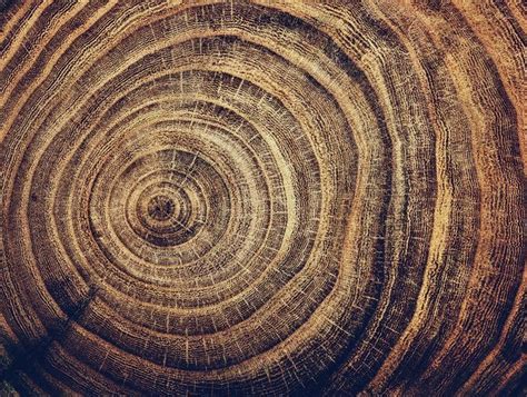 Tree Rings Reveal Our Past — And Our Future Tree Rings Background