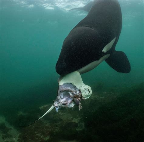Orca Feeding On A Stingray Rnatureismetal
