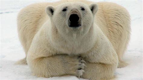 Polar Bears Could Be Extinct In 25 Years The Hindu