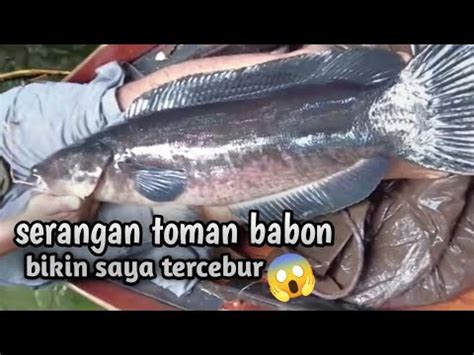 Tarikan Ikan Toman Ganas Sampe Saya Terseret Ke Air YouTube