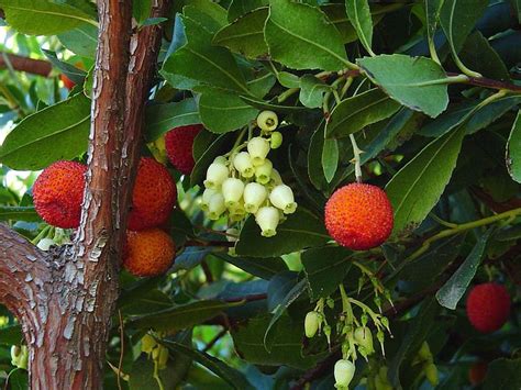 Arbutus unedo - Alchetron, The Free Social Encyclopedia