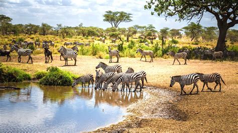 Why Do Zebra And Wildebeest Migrate Together During The Great Migration