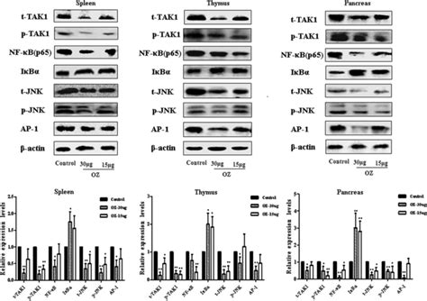 Tak1 Regulates The Activation Of Nf κb And Jnk Signaling In Nod Mice