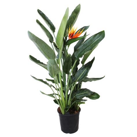 Strelitzia Reginae Cm Sklep Z Ro Linami Cocaflora