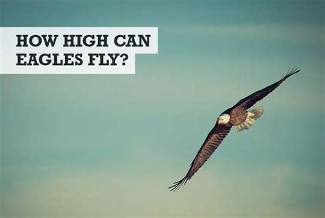 How High Can Eagles Fly? (+ How They Fly So High)