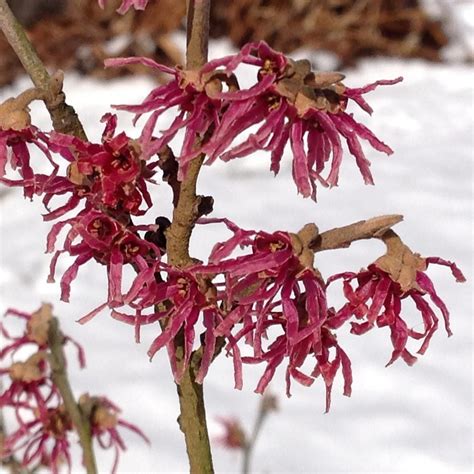 Hamamelis Vernalis Amethyst White Flower Farm