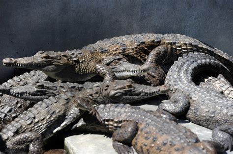 Paris pourquoi la légende urbaine des crocodiles dans les égouts est