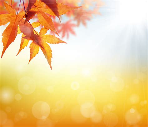 Maple leaf with blurred sunlight background Stock Photo 04 free download