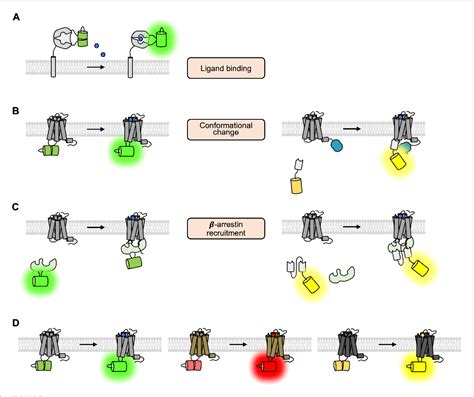 Figure From Genetically Encoded Fluorescent Biosensors For Gpcr