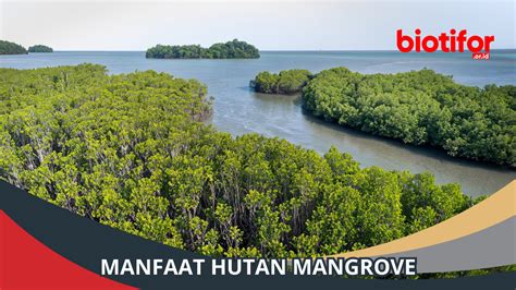 Manfaat Hutan Mangrove Melindungi Lingkungan Dan Kehidupan Biotifor