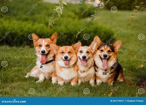 Four Dogs Breed Corgi in the Park Stock Image - Image of active, parkn: 85779597