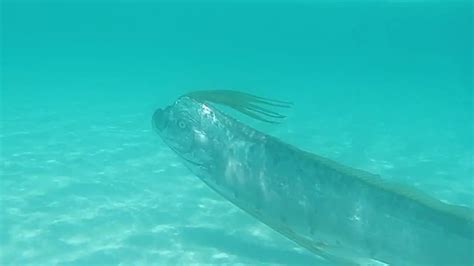 See Rare Video of a Giant Oarfish Swimming | Mental Floss