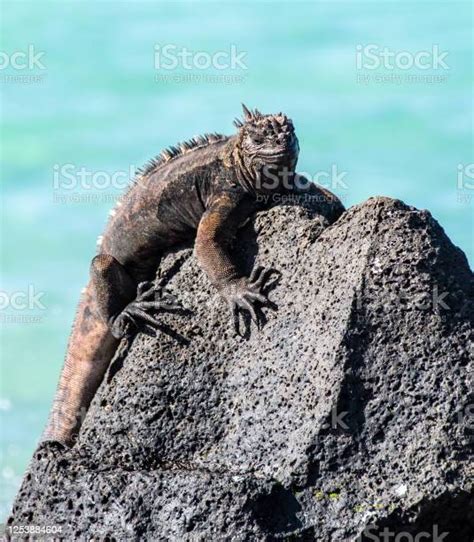 Galapagos Iguana Laut Berpose Di Atas Batu Foto Stok Unduh Gambar