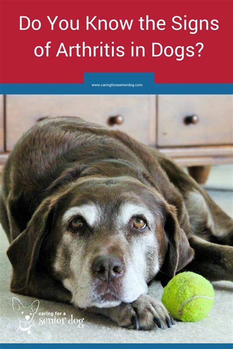 arthritis symptoms in dogs | Caring for a Senior Dog