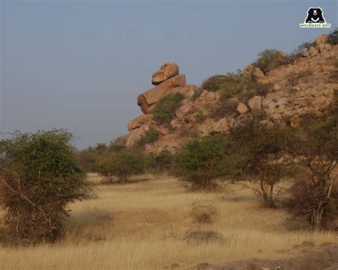 The Sloth Bear Habitat - Wildlife SOS