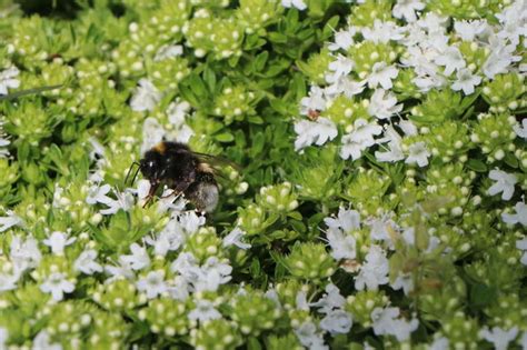 Frühblühender Thymian Albiflorus Beste Sorten And Stauden Wissen