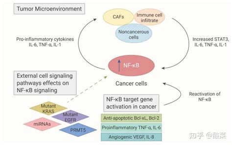 信号通路是什么鬼先给你们讲讲难啃的 NF κB 信号通路 知乎