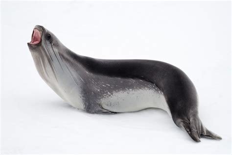 Antarctic Seals In Water