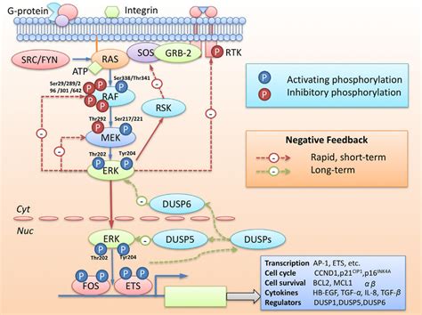 Activation And Feedback Regulation Of The MAPK Pathway The Classical