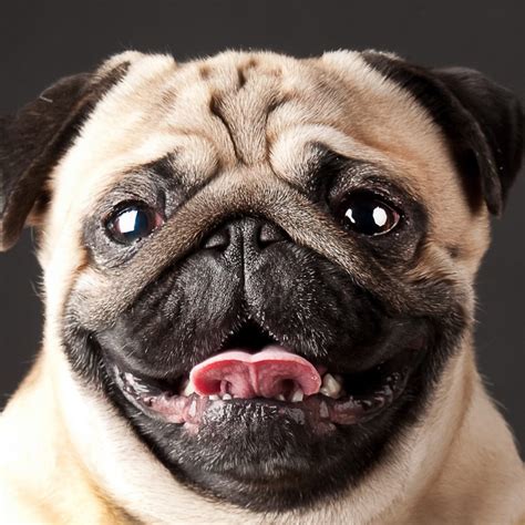 All You Need To Know About Pug Colors Kooky Pugs