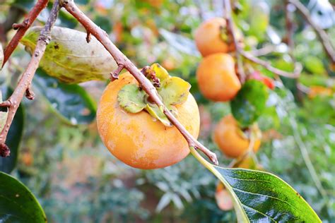 The Fuyu Persimmon Tree Minneopa Orchards