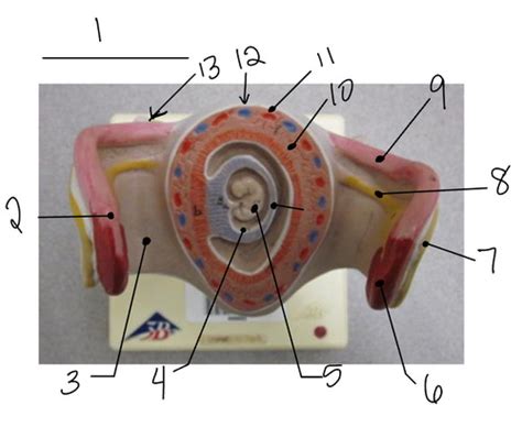 Pregnant Uterus Models Pt 2 Flashcards Quizlet
