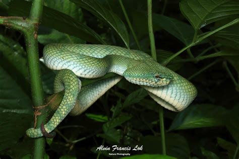 Tropidolaemus Subannulatus Bornean Keeled Pit Viper Biodiversity