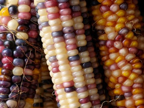 Colorful Corn Free Photo Download | FreeImages