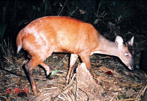 Pdf Discovery Of The First Wild Population Of The Small Red Brocket