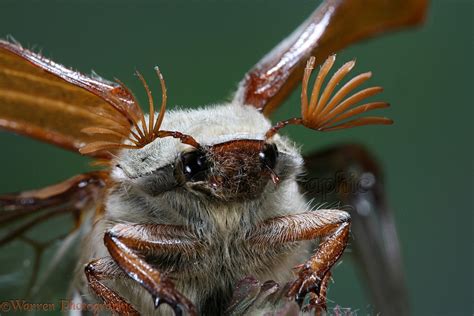 Cockchafer Beetle taking off photo WP15191