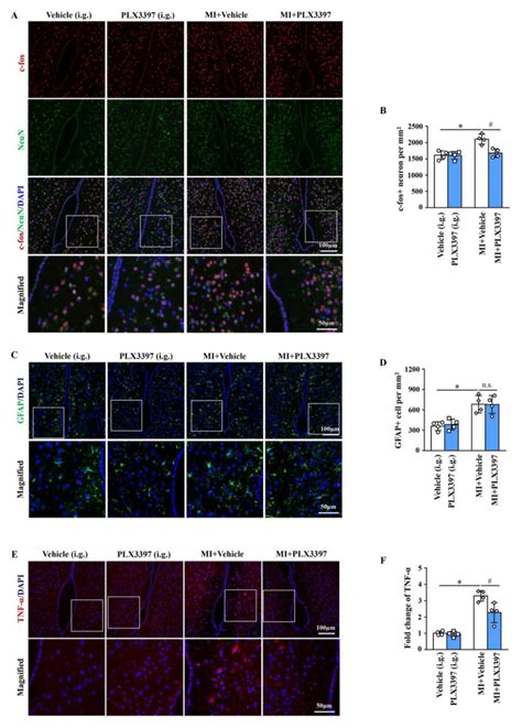 Figure S Experimental Microglia Depletion By Plx Intragastric