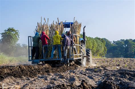 Musim Giling 2023 PTPN X Targetkan Produksi Tebu 416 500 Ton