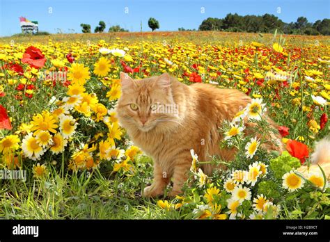 Domestic Cat Ginger Red Tabby Sitting In A Colorful Blooming Flower