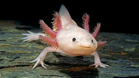 Axolotl Facts for Kids - Animal Welt