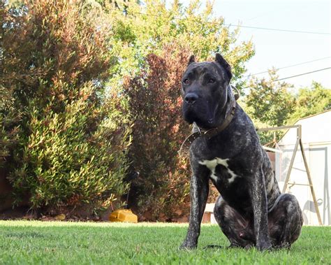 Meet Ludo: Our Impressive Reverse Brindle Presa Canario Male