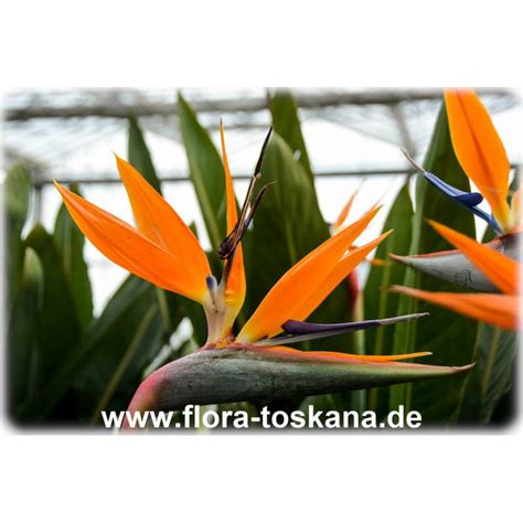 Strelitzia reginae Paradiesvogelblume Papageienblumen Königs