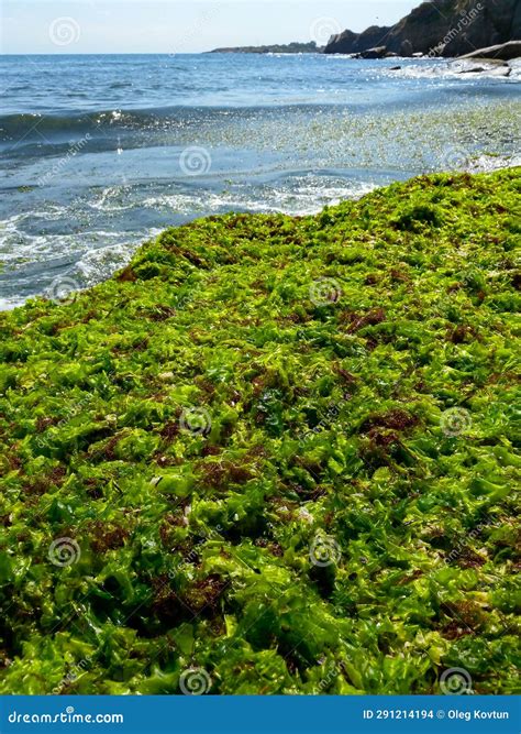 Algas Rojas Y Verdes Que Se Pudren Lavan En La Orilla Por Una Tormenta