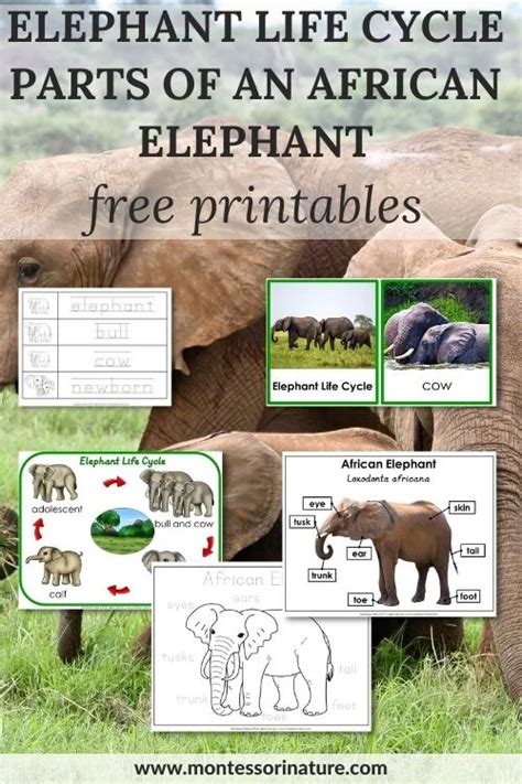 Parts Of Elephant Life Cycle Types Of Elephants Characteristics