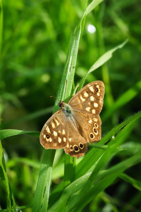 Butterfly Anatomy Photos Download The Best Free Butterfly Anatomy