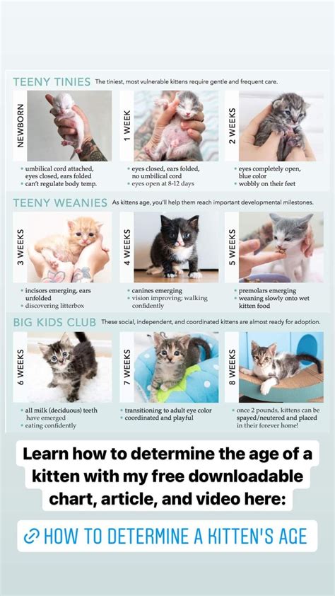 3 guides to train your cat like a cat behaviorist – Artofit