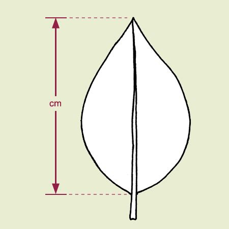 Character Notes Leaf Blade Length