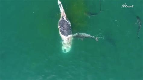 Hervey Bay Queensland Footage Captures Massive Shark Feeding Frenzy