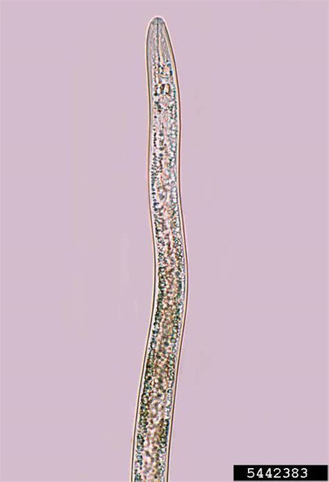 Pine Wilt Nematode Bursaphelenchus Xylophilus