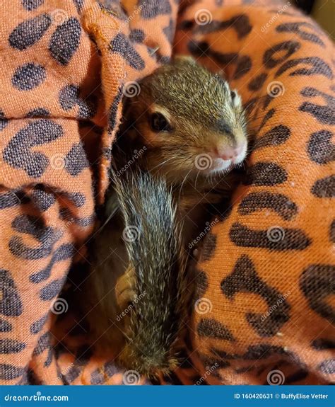 Cute Little Baby Chipmunk stock image. Image of chipmunk - 160420631