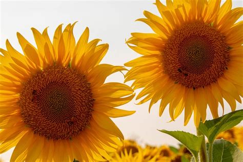 Tournesol Tournesols Jaune Photo Gratuite Sur Pixabay Pixabay