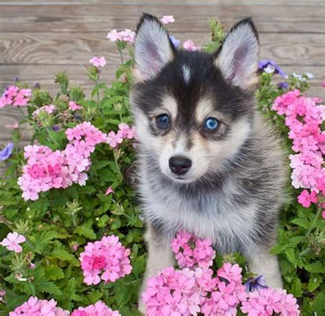 Pomsky Dog Breed: Information and Personality Traits | Pomsky dog, Pomsky puppies, Puppy backgrounds