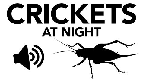 Crickets At Night Sound Effect Copyright Free Youtube