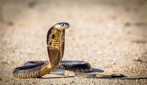 King Cobra Snake Snake And Background King Kobra High Res Hd